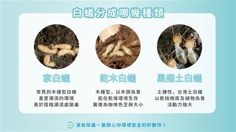 白蟻怎麼來|除白蟻必看！帶你懂白蟻習性、消滅白蟻與預防白蟻方式